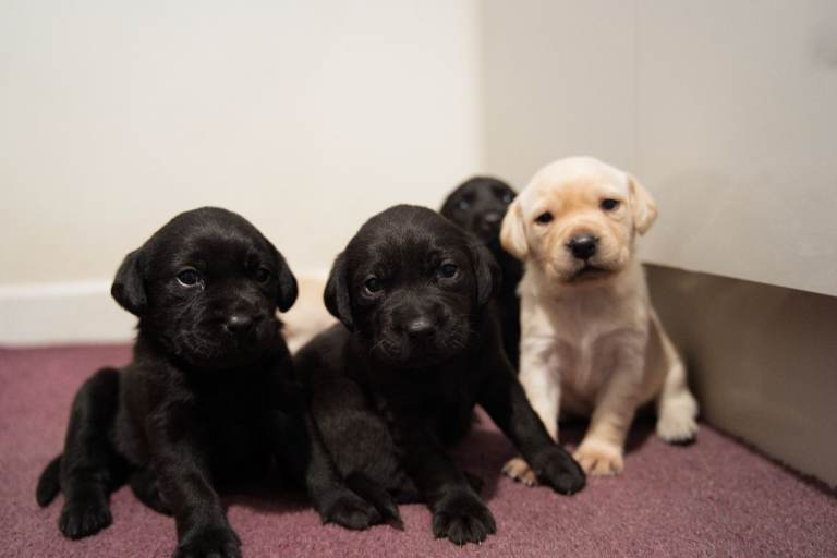 Labrador puppies - KC - 4 Black 2 Golden - Well handled since birth 