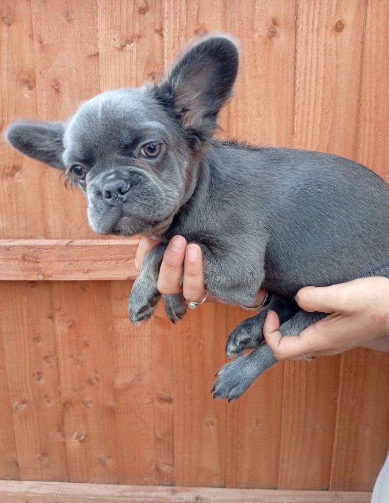 READY NOW LAST GIRL FLUFFY FRENCH Bulldog pups testable puppy blue tan 