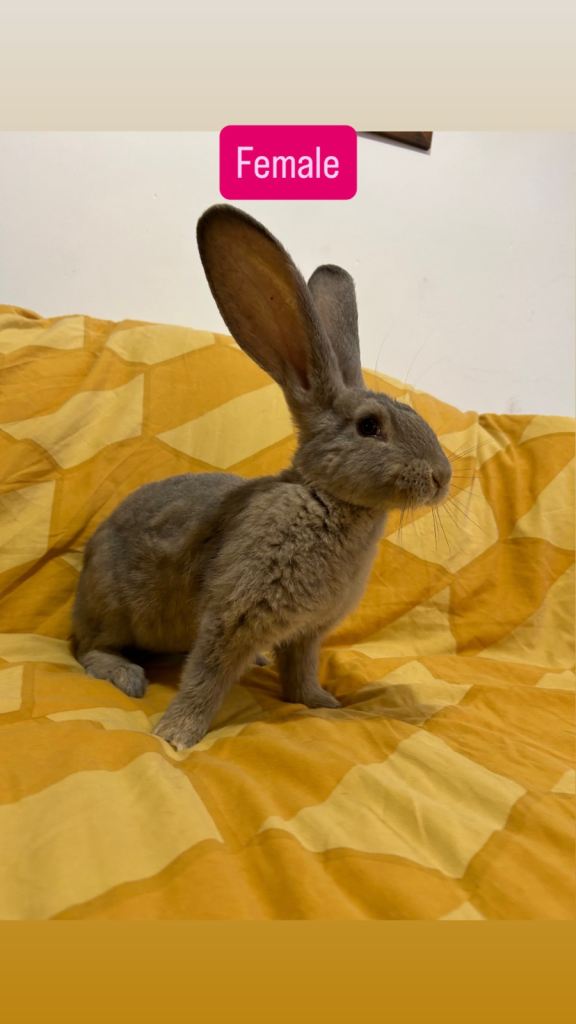 Continental Giant Baby Rabbits