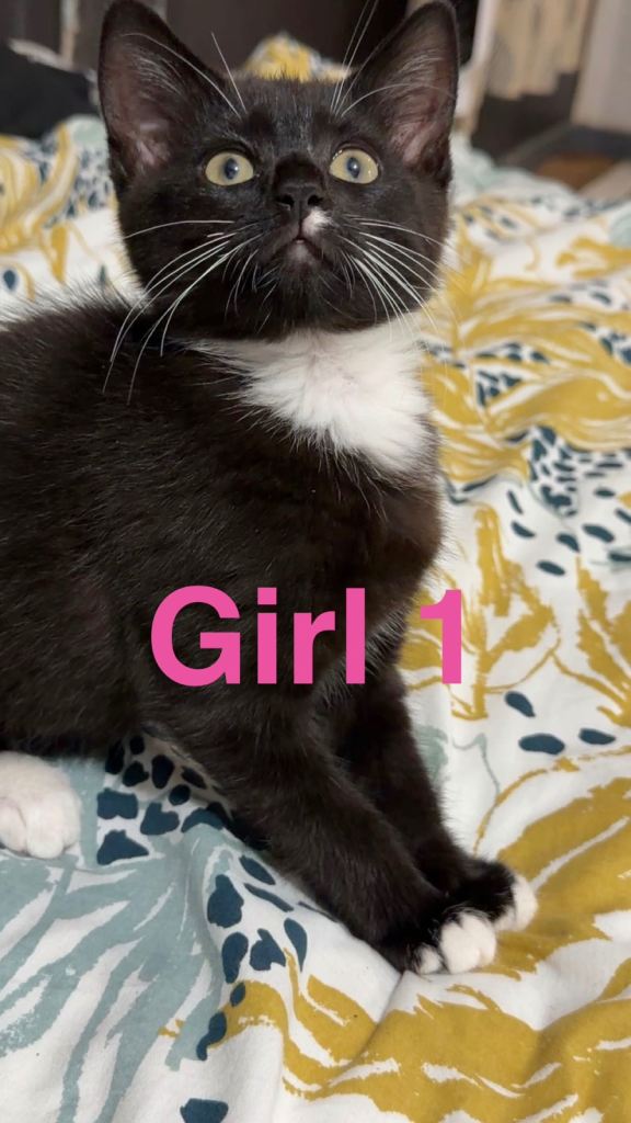 Mix breed British shorthair 2 female kittens