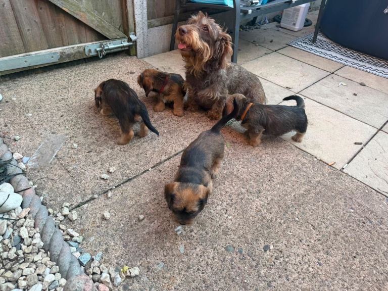 Gorgeous puppys wire hair dashhone/Shih Tzu