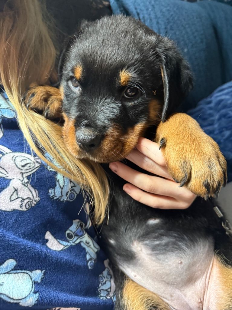 11 amazing Rottweiler puppies