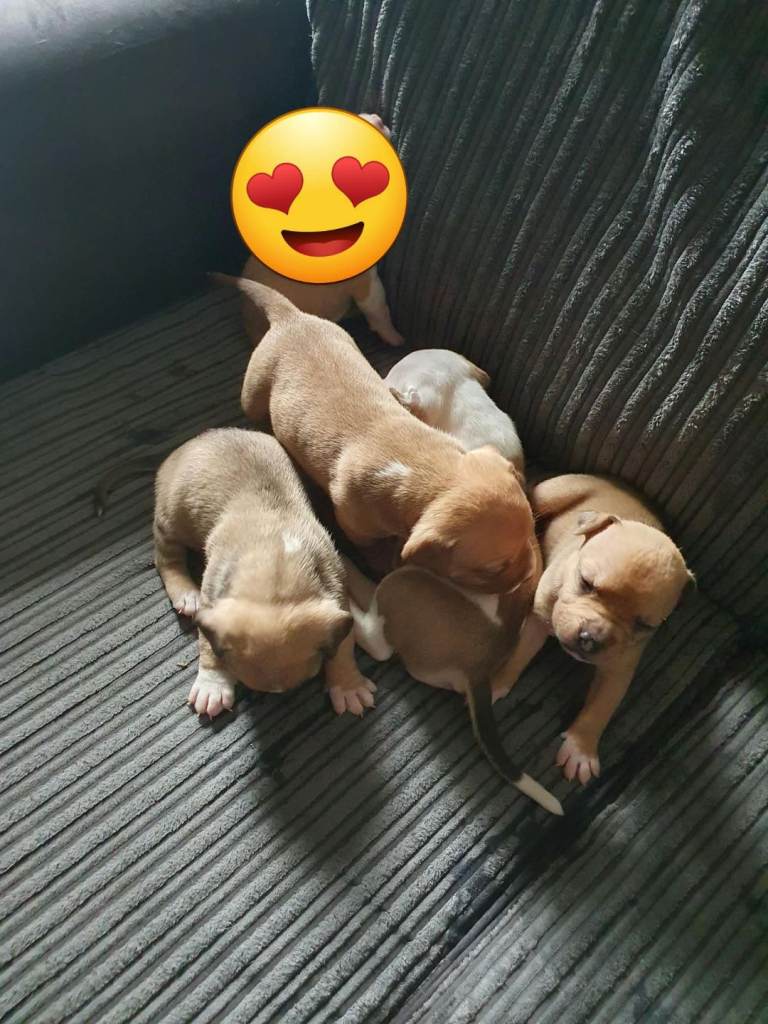 Pocket bully x staffy 