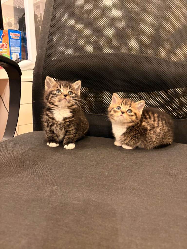 Kittens (price varies)