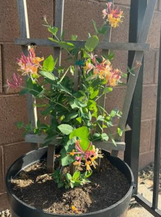 Scented Honeysuckle climber 