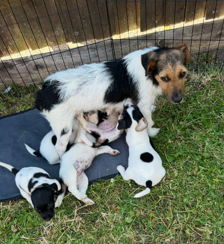 Jack Russell puppies