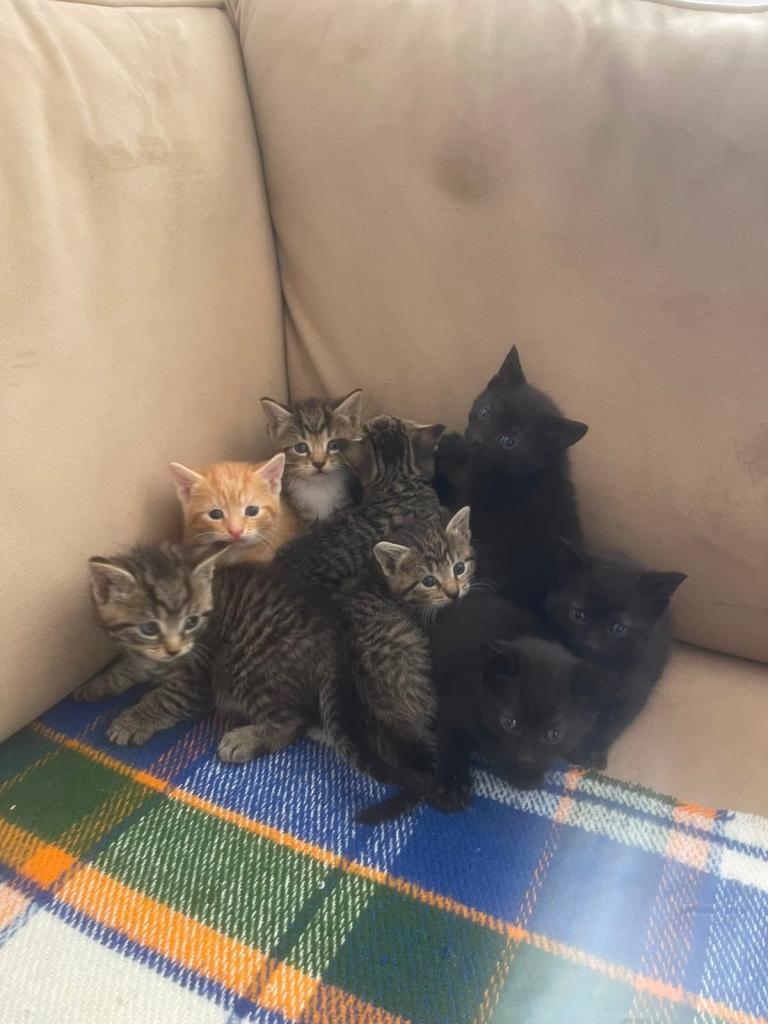 I have a beautiful litter of kittens