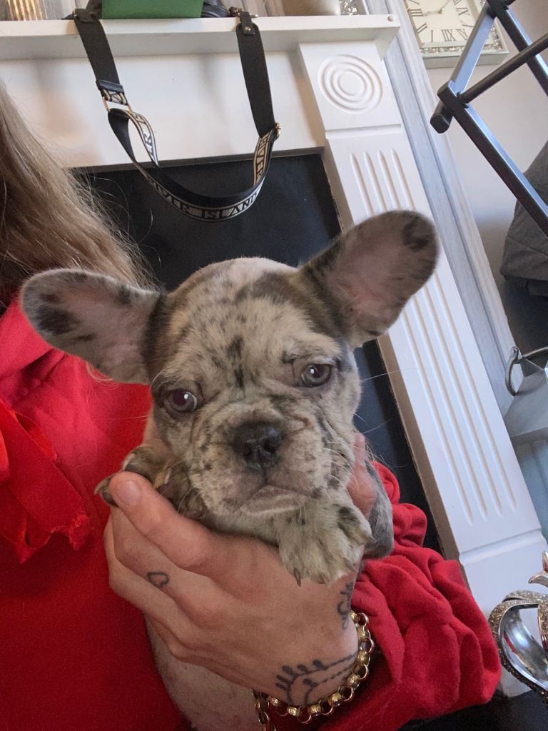 French bull dog ready to leave now 