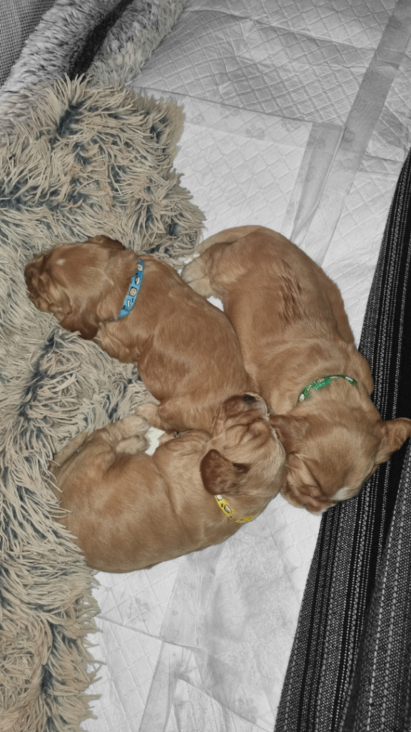 🐶  English Cocker Spaniel Puppies 🐶