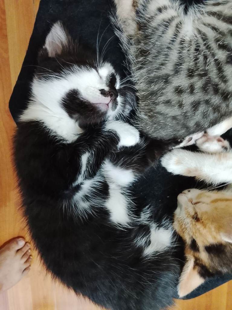 10 week old kittens