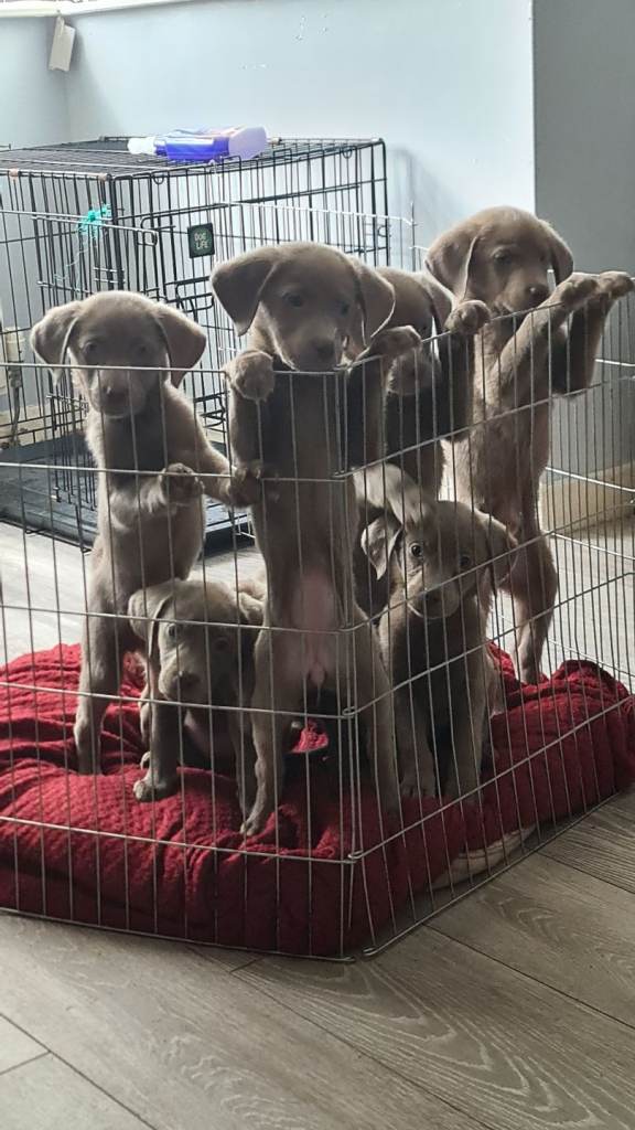 LABRADOR PUPPIES (SILVER) FULL KC)