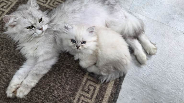 FEMALE Persian chinchilla kitten