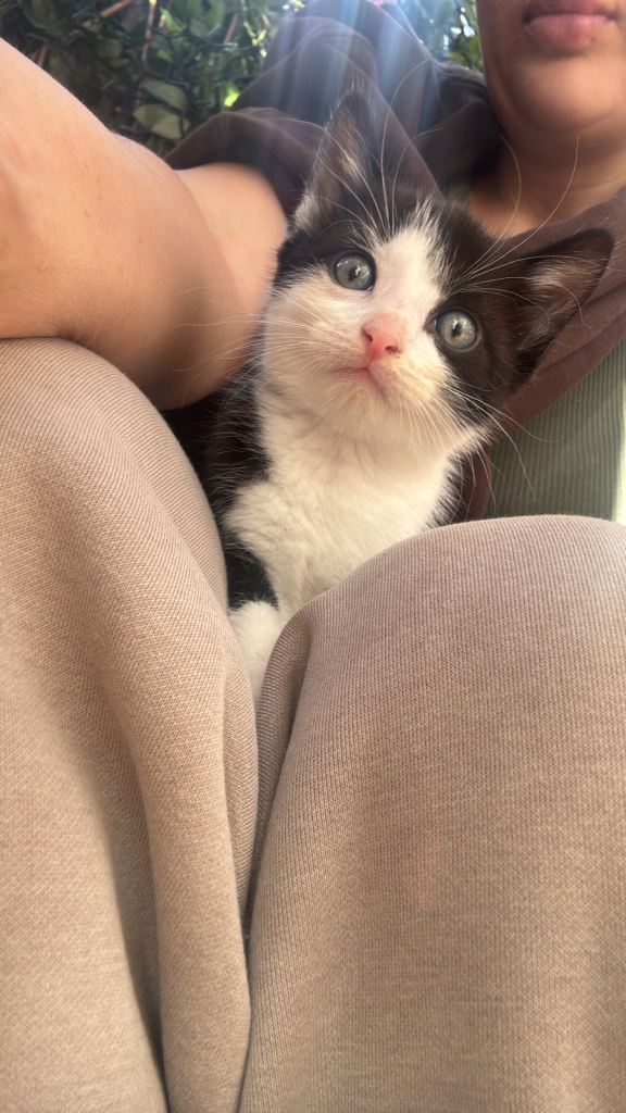 Black and white boy kitten 