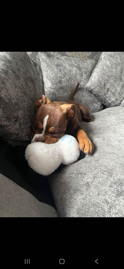 15 week old bully puppy 