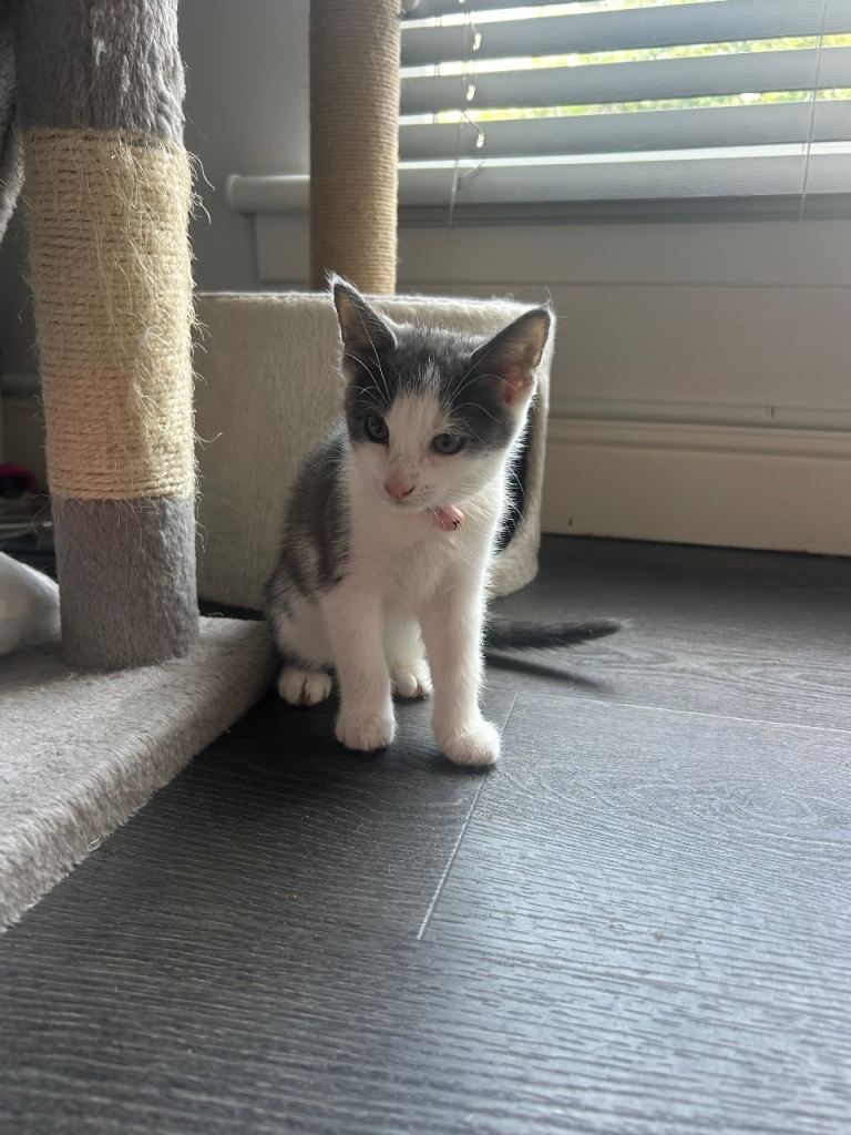 Kittens Looking for a forever loving Family 