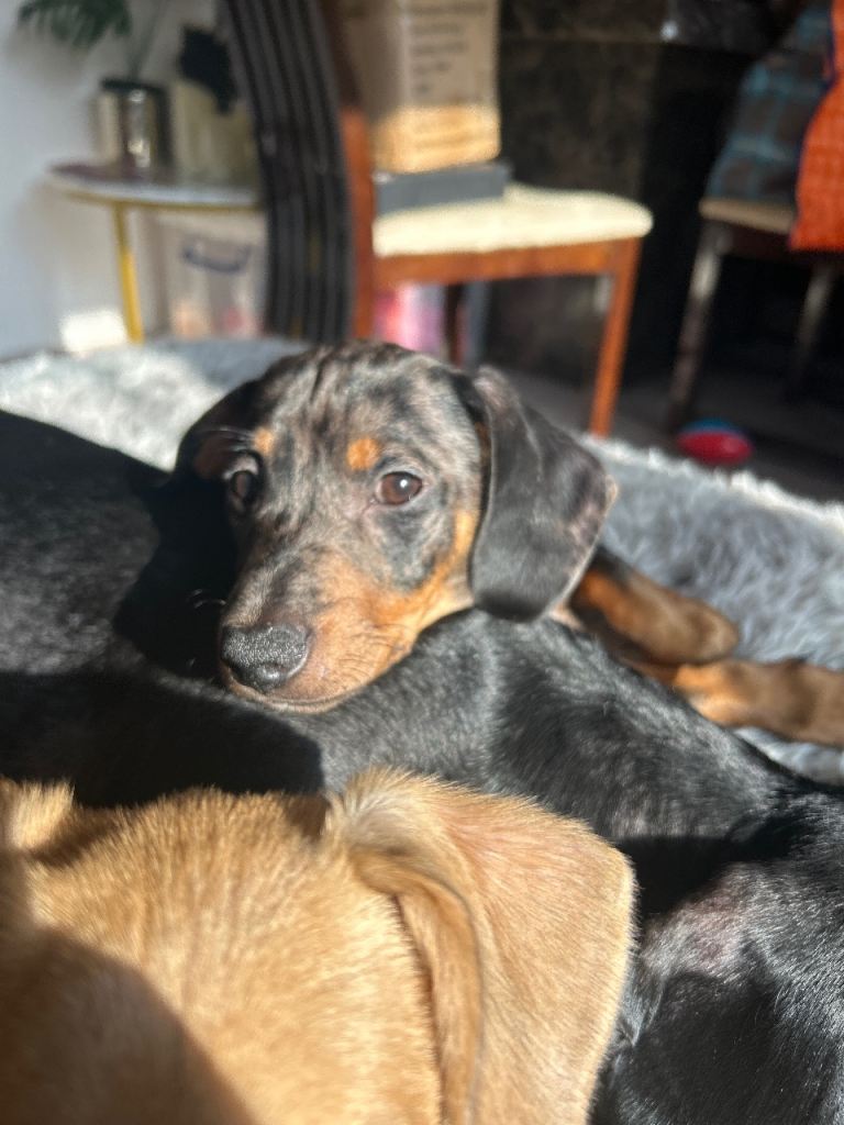 Dapple Dachshund puppies