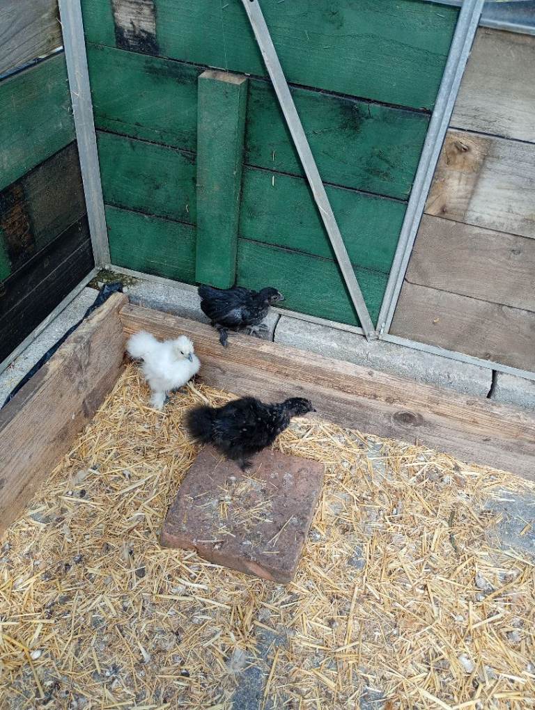 Chicks for sale