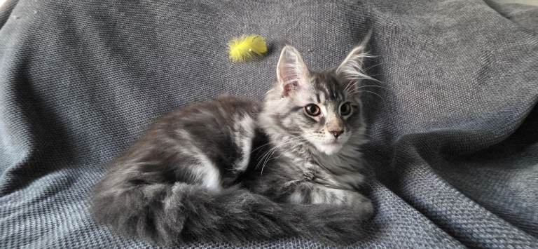 🐾 Adorable Kittens Looking for Loving Homes! 🐾