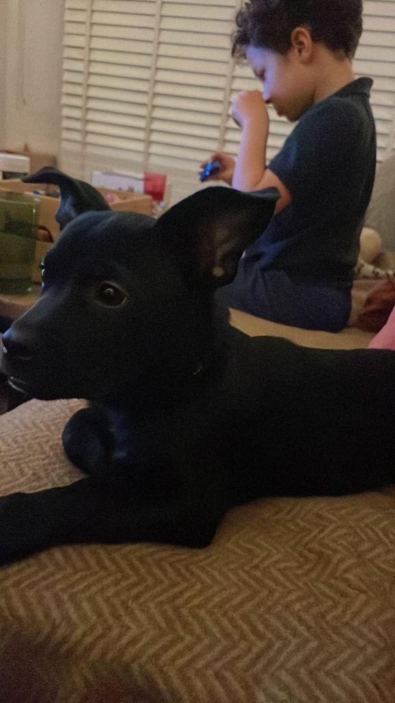 6 months old French bulldog mix Pomeranian 