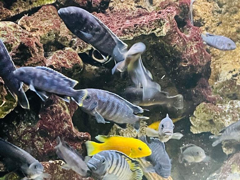 Mbuna African Malawi cichlids fish for sale/re-home