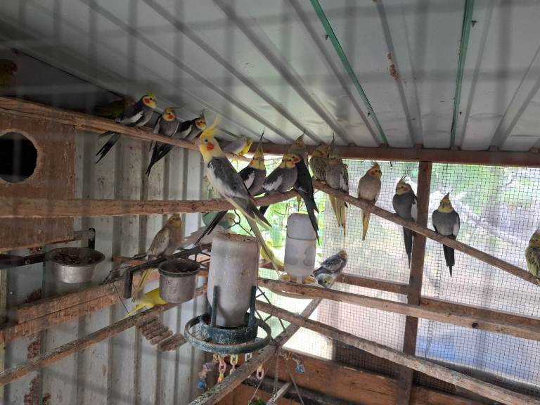 Health Cockatiels,Budgie,Ring-neck,Kakariki