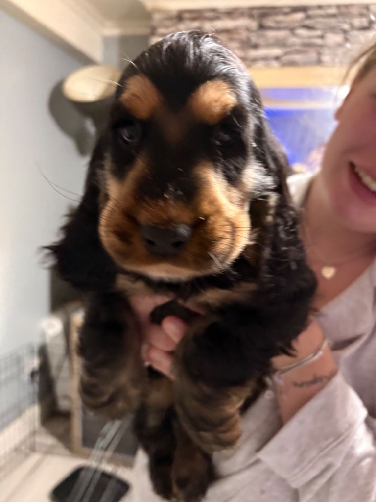 Black and Tan Cocker Spaniel Puppy