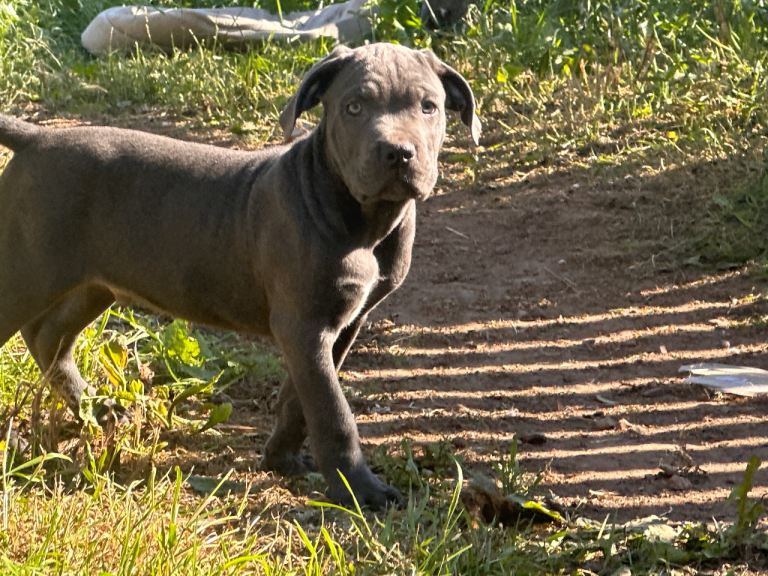Cane corso puppe