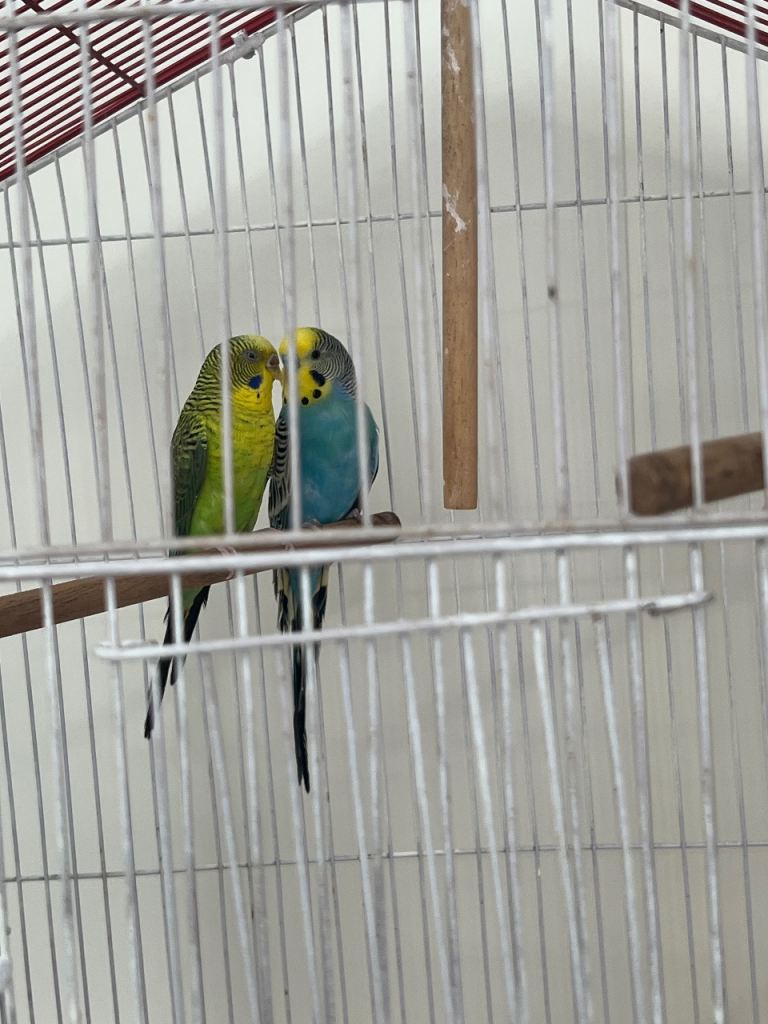 Pair of budgies + cage