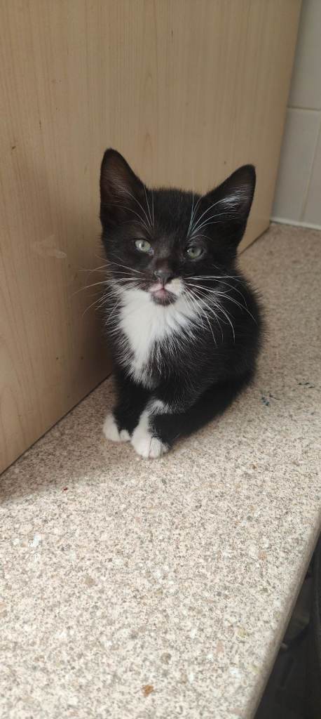 Kitten ready for new home