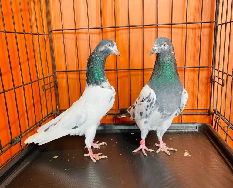 Pigeons Pakistani highflying 