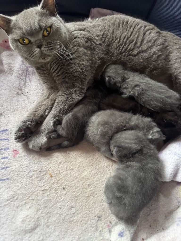 Beautiful x6 British Blue cross kittens for sale 