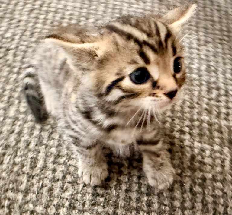 🐾 Beautiful Bengal Cross Kittens – 2 Girls & 1 Boy 🐾