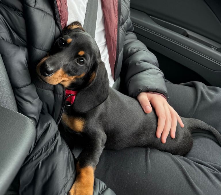 18 week old Dachshund - last of litter