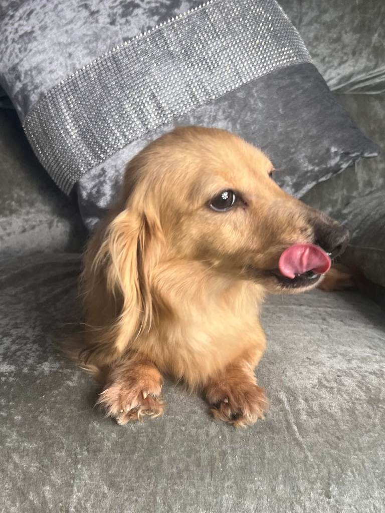 Long hair cream Miniature dachshund dogs for sale