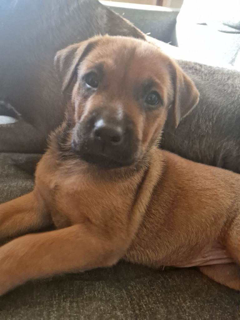 Large Crossbreed Puppies 