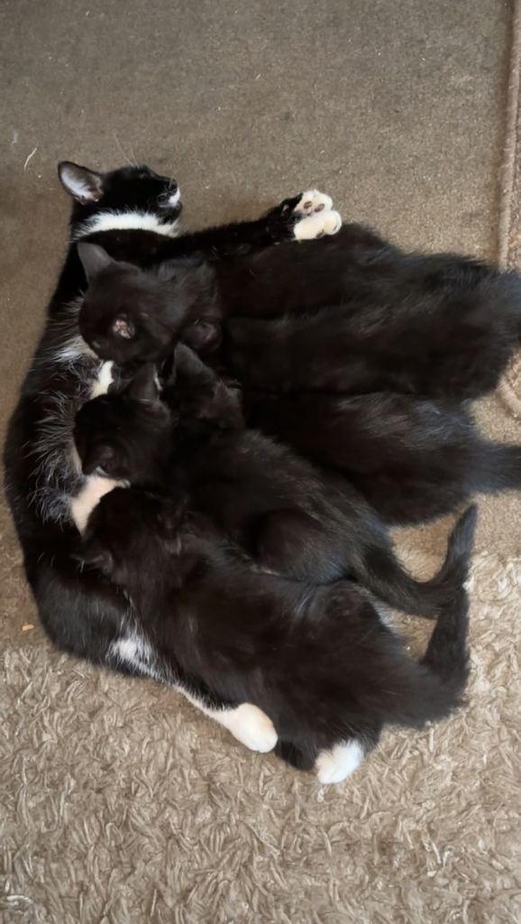5 Kittens, ready to leave now 
