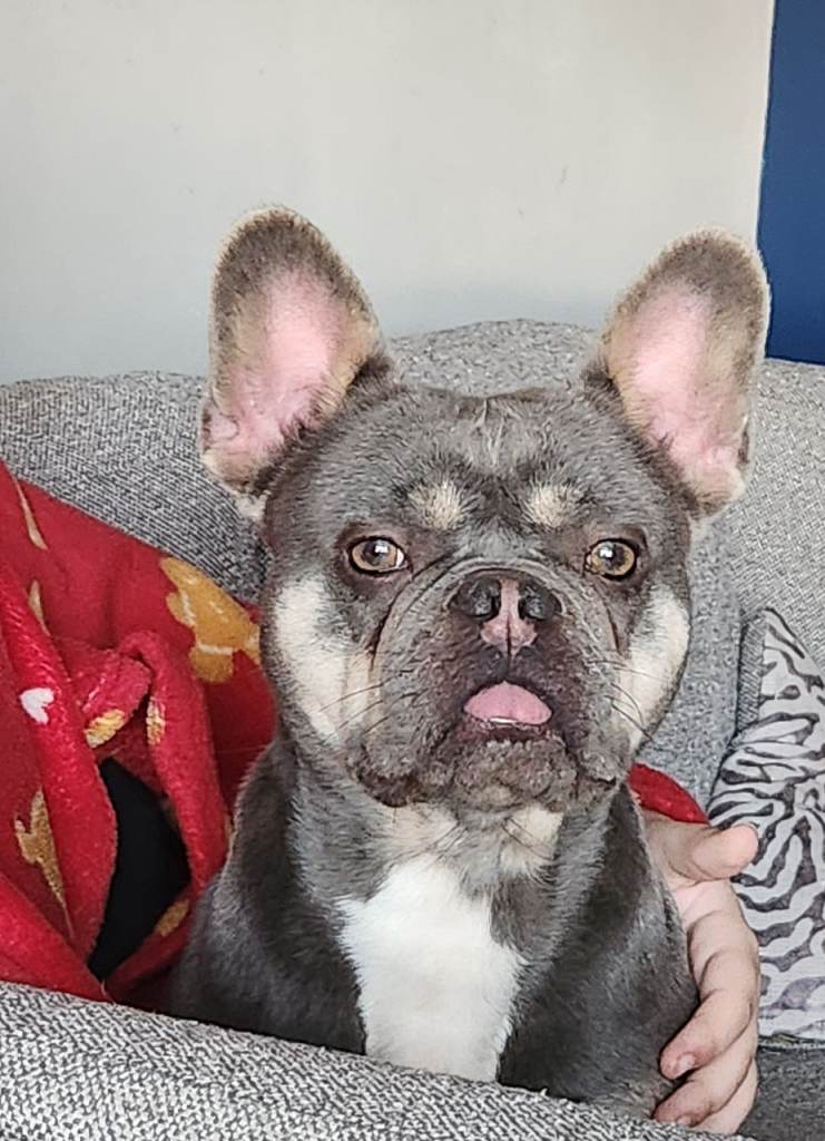 KC reg french bulldog 