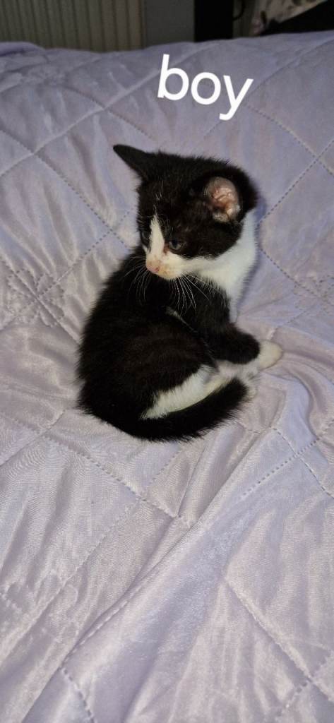 5 litter kittens looking for new home 