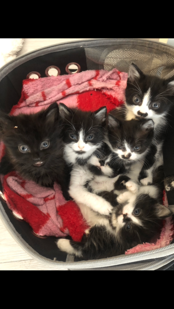 4 kittens for sale