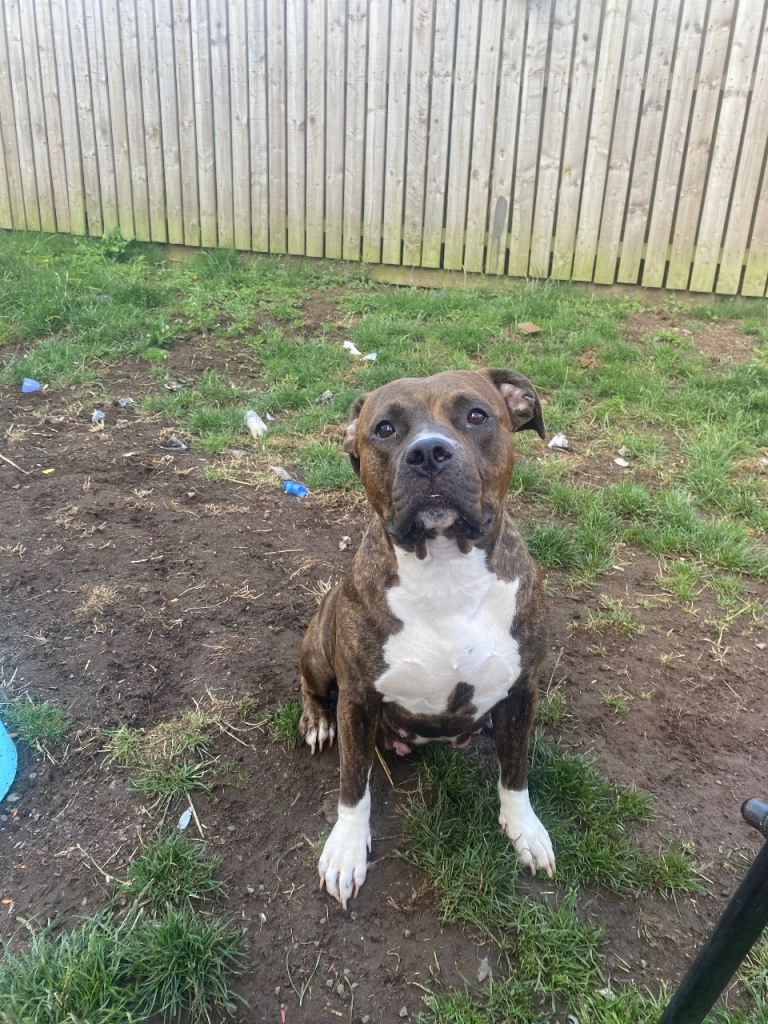 Standard bully cross American Mastiff 