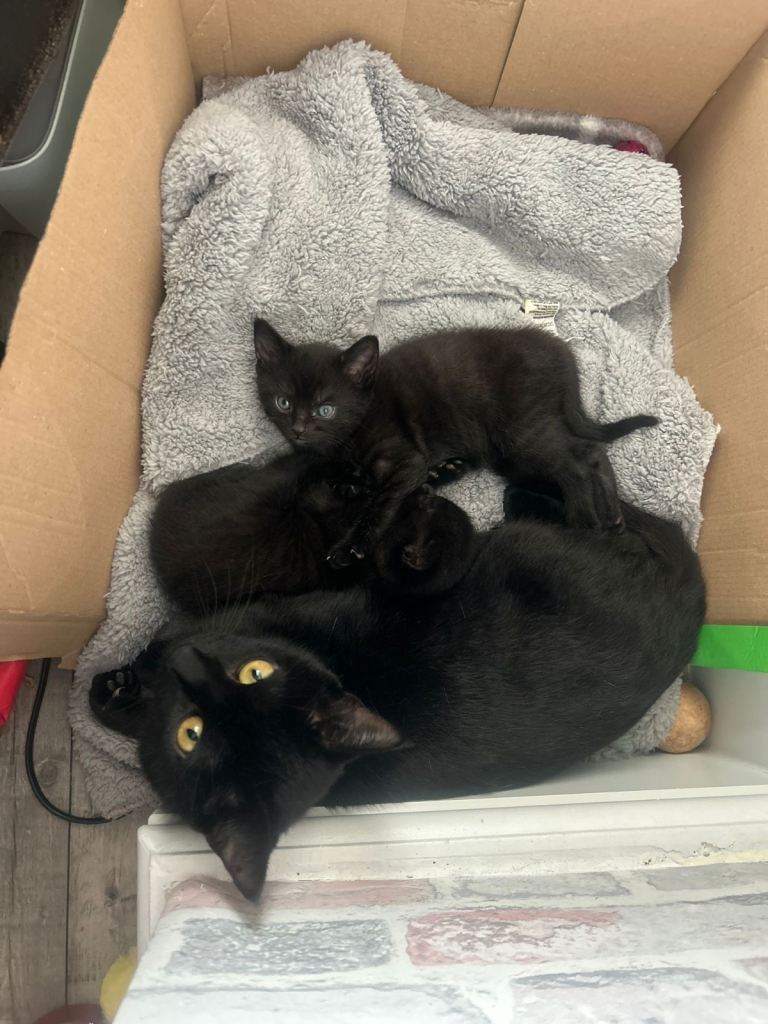 Two male kittens for sale £150 /pending as being collected on Saturday/for both to home together 