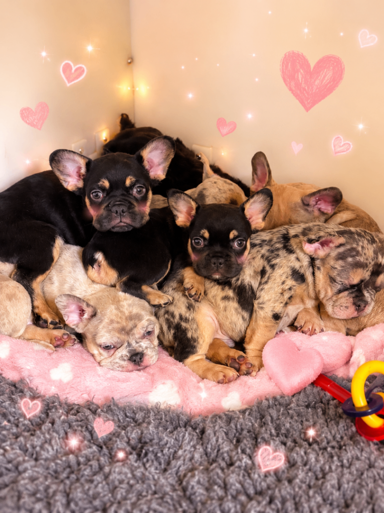 French bulldog puppies for sale