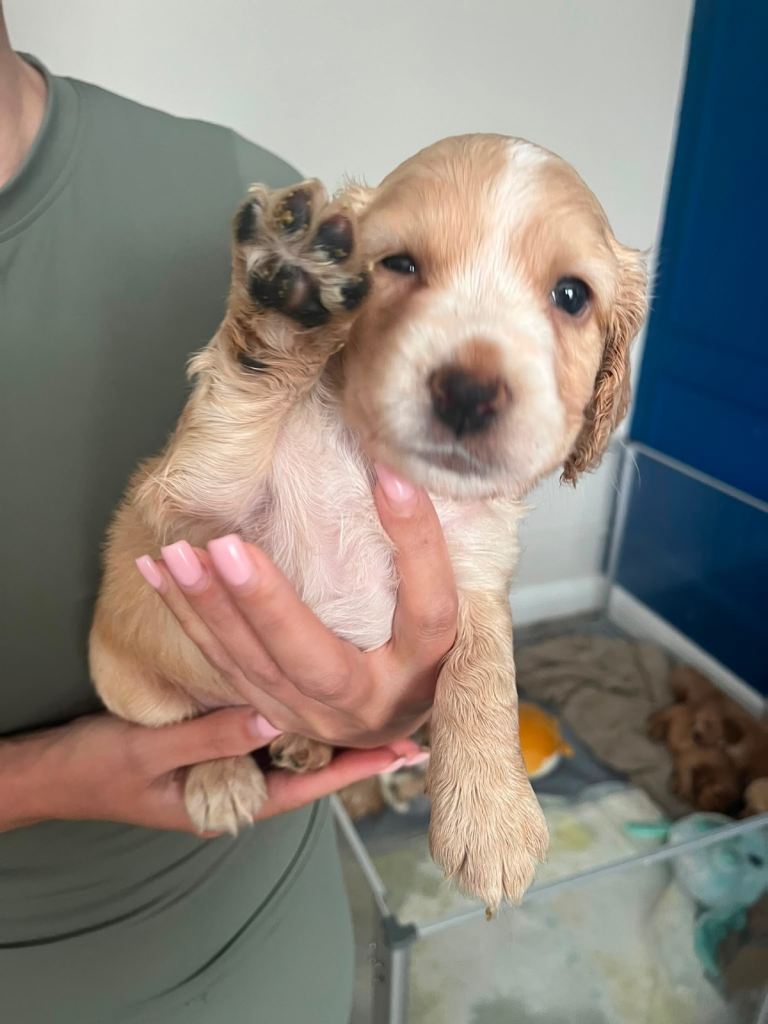 Only one boy left! Gorgeous Light Golden KC Cocker Spaniel Pup