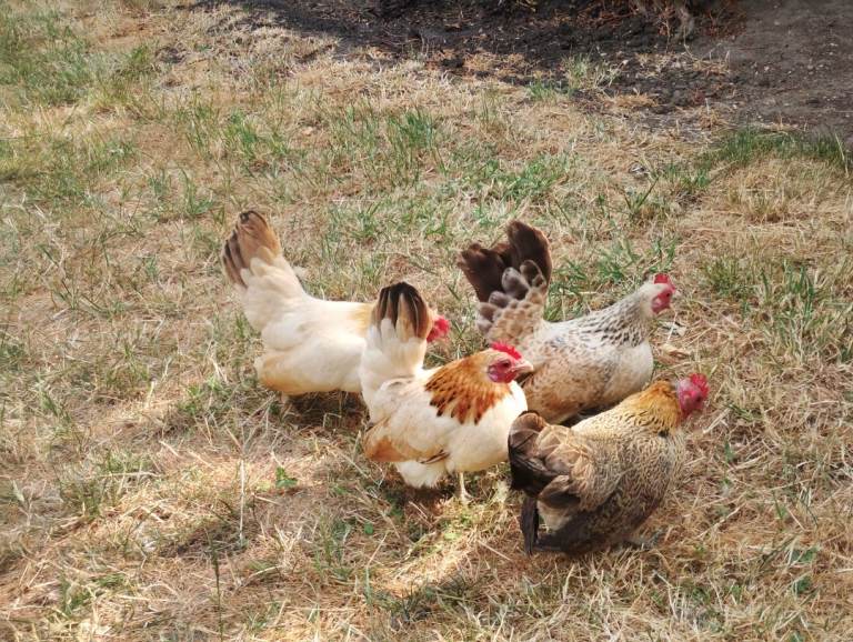 Serama Chicks and hens and silkie hens