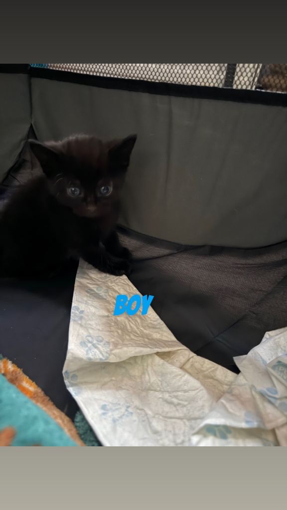Ginger and black kittens