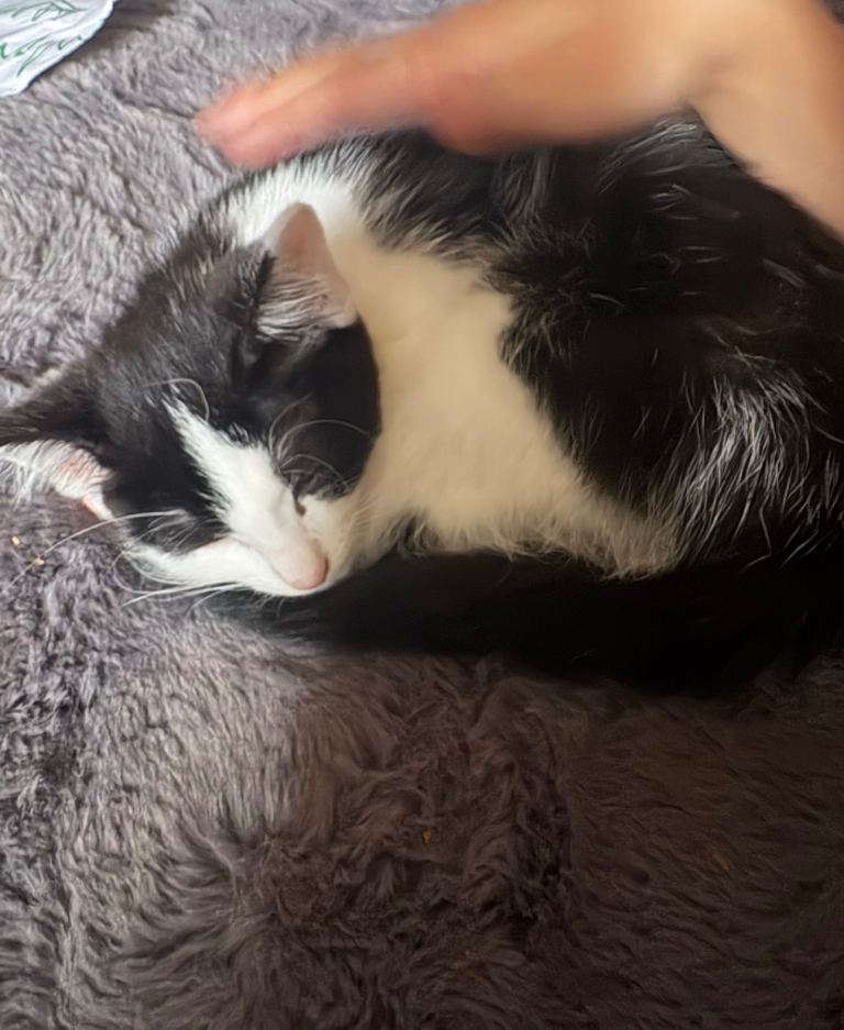 Three month old kitten she is extremely friendly.