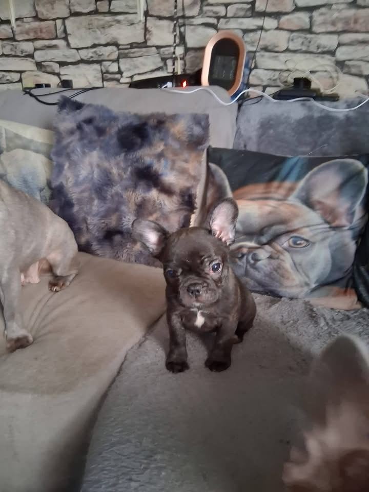 French bulldogs 