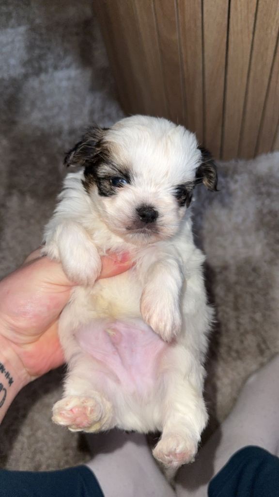 Imperial shihtzu LAST BOY 