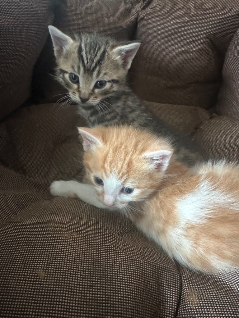 Male kittens for sale