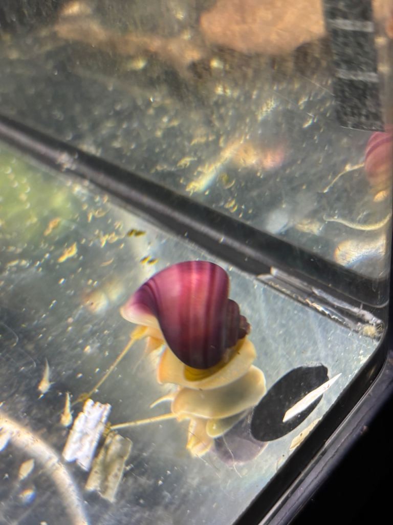 Mystery Snails